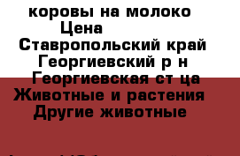 коровы на молоко › Цена ­ 60 000 - Ставропольский край, Георгиевский р-н, Георгиевская ст-ца Животные и растения » Другие животные   